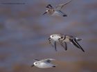 sanderling_280911c.jpg