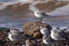 sanderling_280911d.jpg