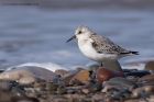 sanderling_280911e.jpg