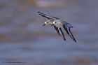 sanderling_280911f.jpg