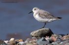 sanderling_280911h.jpg