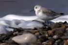 sanderling_280911j.jpg