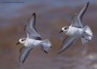 sanderling_280911k.jpg