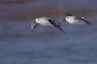 sanderling_280911m.jpg