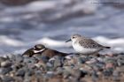 sanderling_280911n.jpg