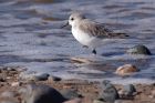 sanderling_280911o.jpg