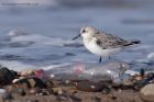 sanderling_280911p.jpg