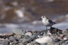 sanderling_280911r.jpg