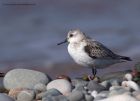 sanderling_280911v.jpg