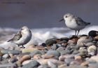 sanderling_280911y.jpg