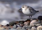 sanderling_280911z.jpg