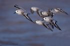 sanderling_280911zf.jpg