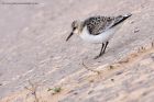 sanderling_290811o.jpg