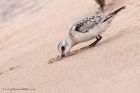 sanderling_290811t.jpg