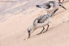 sanderling_290811u.jpg