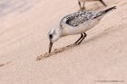 sanderling_290811w.jpg