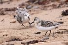 sanderling_290811z.jpg