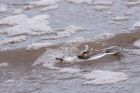 Filename=sanderling_290811zb.jpg
Filesize=238KB
Dimensions=1000x667
Date added=Sep 02, 2011 sanderling_290811zb.jpg