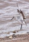 sanderling_290811zc.jpg