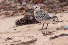 sanderling_290811zd.jpg