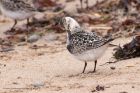 sanderling_290811zh.jpg