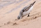 sanderling_290811zj.jpg