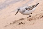 sanderling_290811zl.jpg