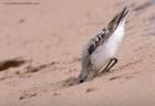 sanderling_290811zm.jpg