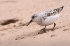 sanderling_290811zn.jpg