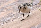 sanderling_290811zq.jpg