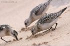 sanderling_290811zt.jpg