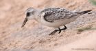 sanderling_290811zu.jpg