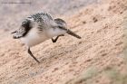 sanderling_290811zw.jpg