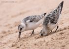 sanderling_290811zzc.jpg