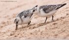 sanderling_290811zzd.jpg