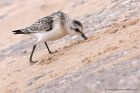 sanderling_290811zzg.jpg