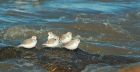 sanderling_RP_110221a.jpg