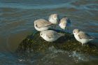 sanderling_RP_110221b.jpg