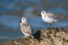 sanderling_RP_290920aa.jpg