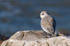 sanderling_RP_290920b.jpg