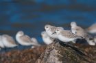 sanderling_RP_290920c.jpg