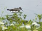 sandpiper_150707a.jpg