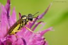 sawfly_010815a.jpg