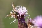 sawfly_090711b.jpg