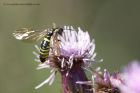 sawfly_090711c.jpg