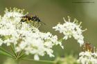 sawfly_100613c.jpg