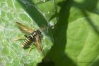 sawfly_110713c.jpg