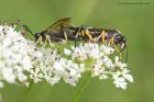 sawfly_140613b.jpg