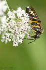 sawfly_140613d.jpg