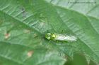 sawfly_240511a.jpg